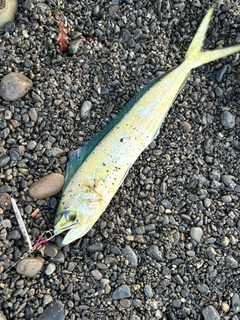 シイラの釣果