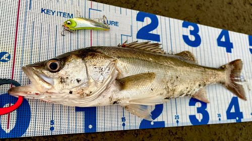 シーバスの釣果