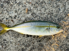 ワカシの釣果