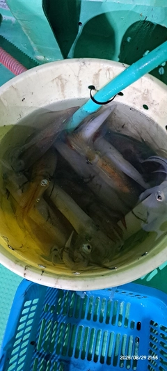 ケンサキイカの釣果