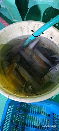 ケンサキイカの釣果