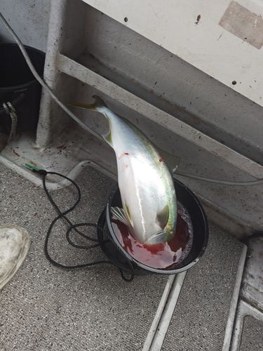 ヤズの釣果