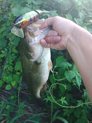 ブラックバスの釣果