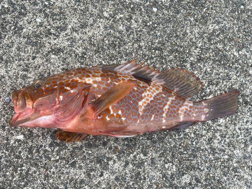 キジハタの釣果