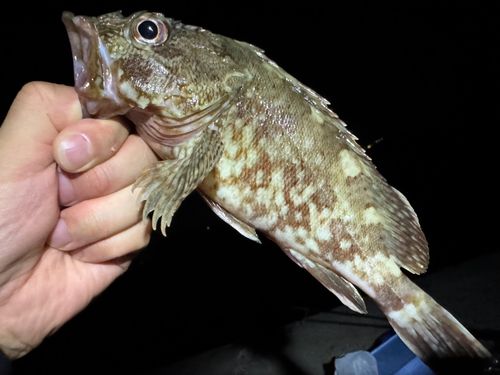 カサゴの釣果