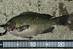 メジナの釣果