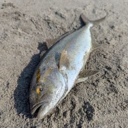 ショゴ