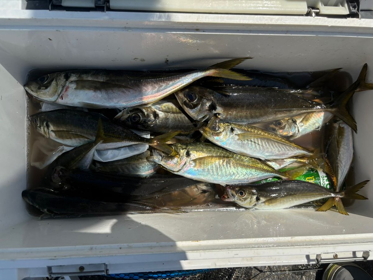 ルナパパさんの釣果 2枚目の画像