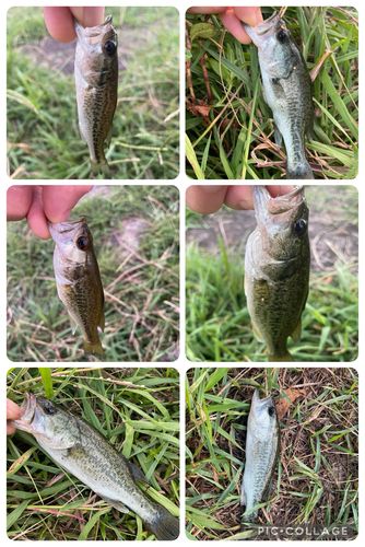 バス釣り ゆっくり始動。 #毎日バス釣り