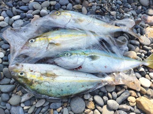 ショゴの釣果