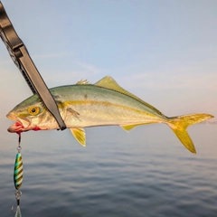 ワカシの釣果