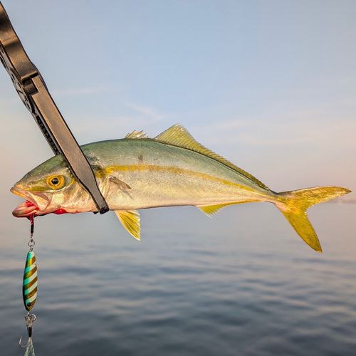 ワカシの釣果