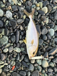 ショゴの釣果