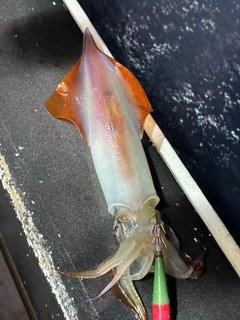 イカの釣果