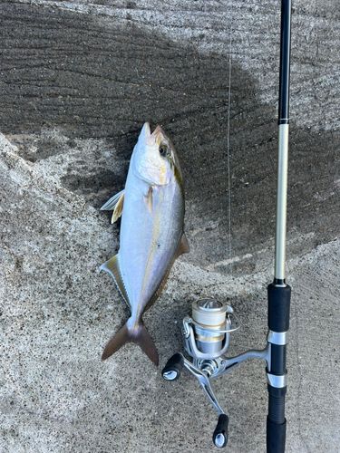ショゴの釣果
