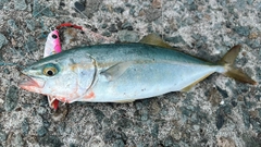 フクラギの釣果