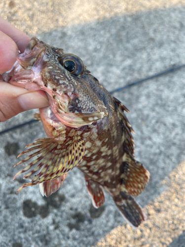 カサゴの釣果