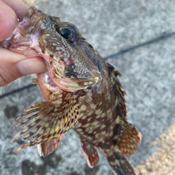 カサゴ