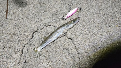 カマスの釣果