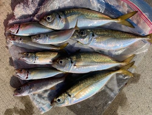 アジの釣果