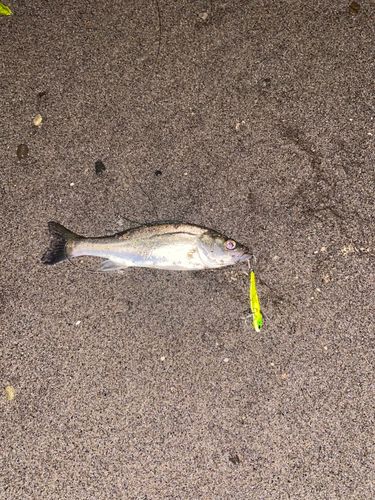 セイゴ（ヒラスズキ）の釣果