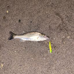 セイゴ（ヒラスズキ）