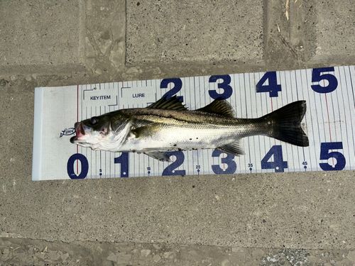 シーバスの釣果