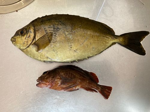 アイゴの釣果