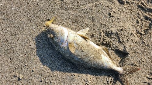 ショゴの釣果