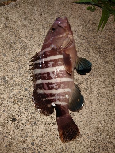 マハタの釣果