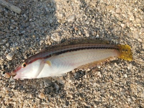 ベラの釣果