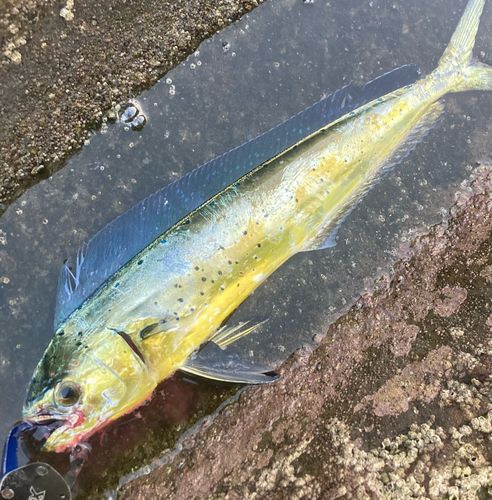 シイラの釣果