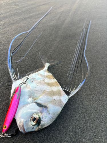 イトヒキアジの釣果