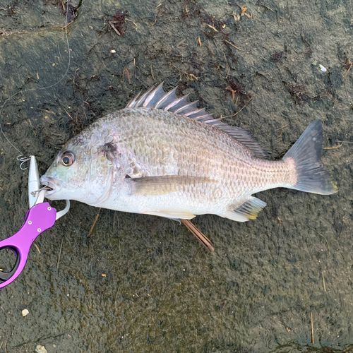 キチヌの釣果