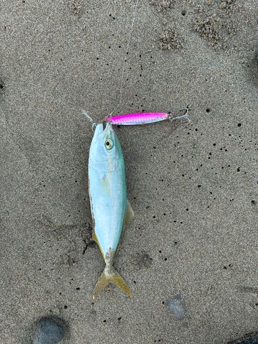 コゾクラの釣果