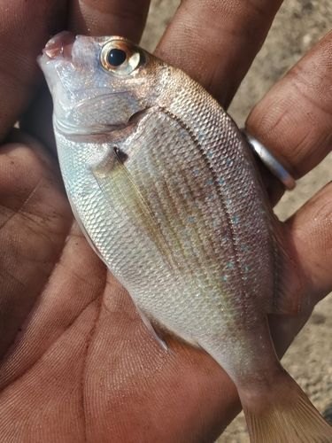 チャリコの釣果