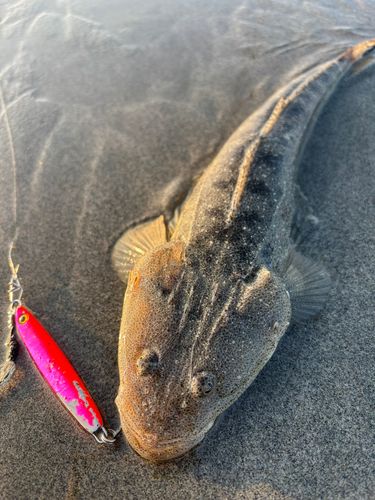マゴチの釣果