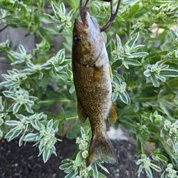 スモールマウスバス