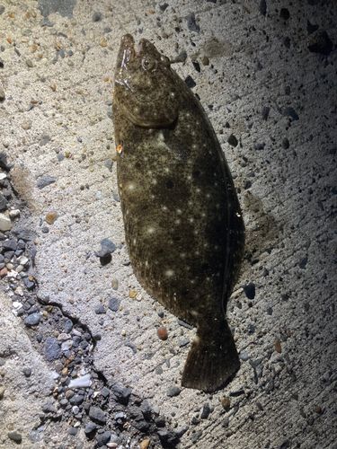 ソゲの釣果