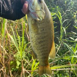 スモールマウスバス