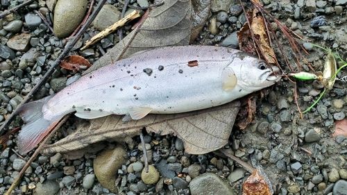 ニジマスの釣果