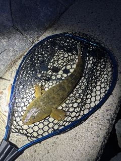 コチの釣果