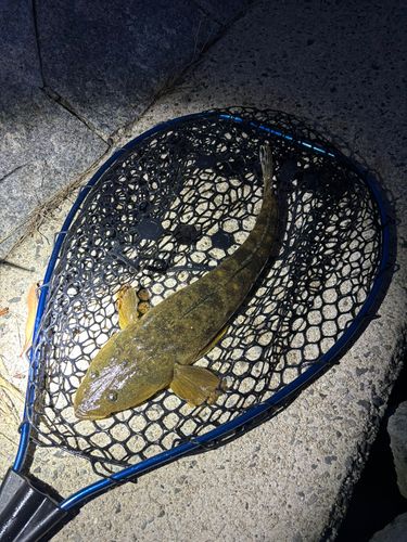コチの釣果