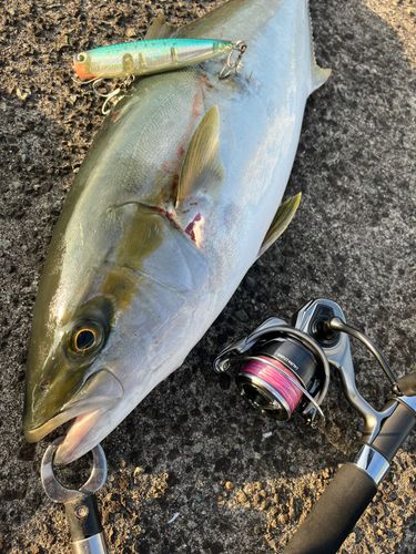 ヒラマサの釣果