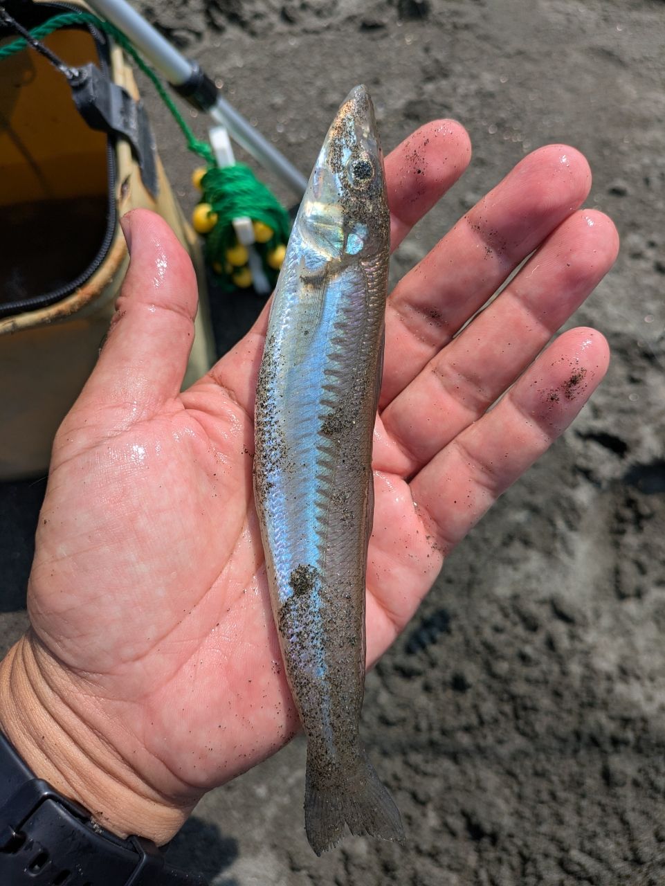 シロギス