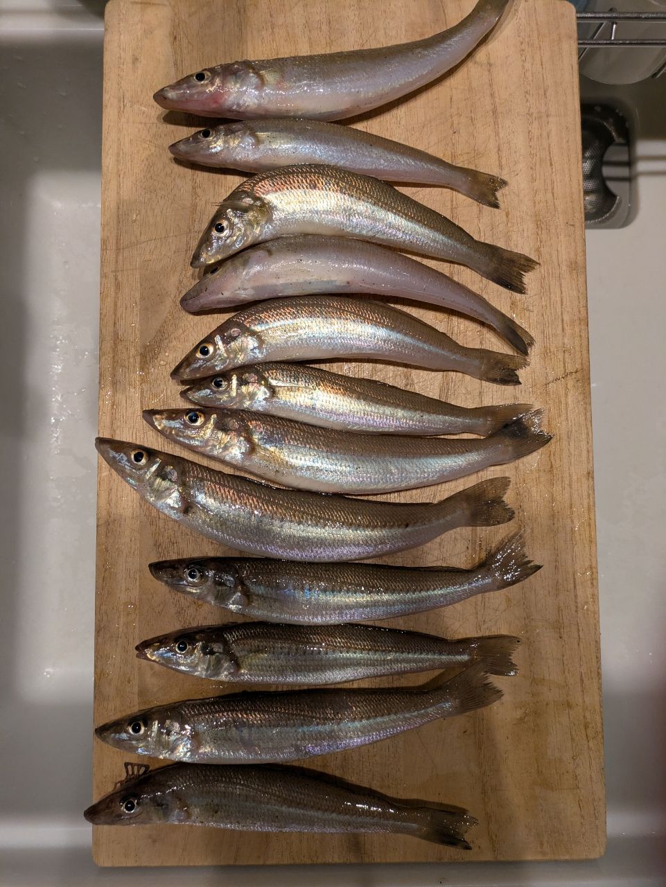 シロギス