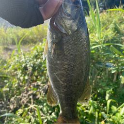 スモールマウスバス