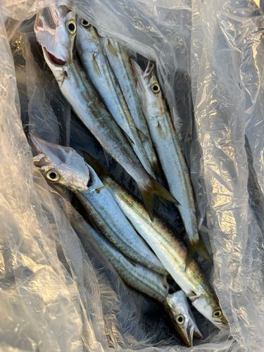 ヤマトカマスの釣果