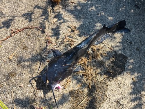 アメリカナマズの釣果