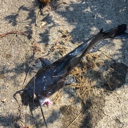 アメリカナマズ